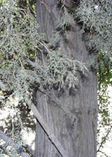 close-up of tree trunk